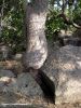 L_albero e la rocciae[F].jpg