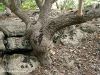L_albero e la rocciae[G].jpg