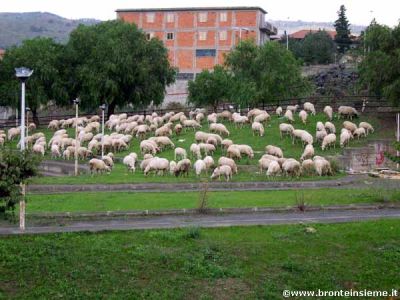 Clicca per ingrandire l'immagine