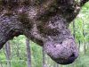 Animale-albero-sui-Nebrodi.jpg