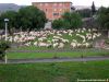 Le-pecore-nel-Parco.jpg